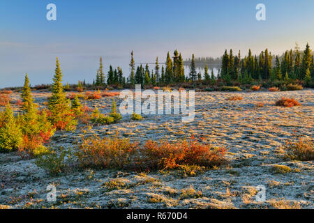 Le nebbie di mattina su Ennadai Lake a inizio autunno, Arctic Haven Lodge, Ennadai Lake, Nunavut Territorio, Canada Foto Stock