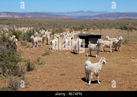 Capre angora su fattoria rurale Foto Stock