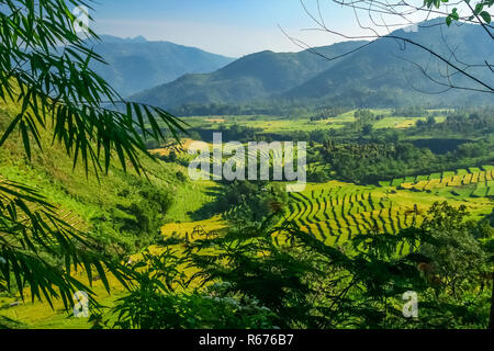 I campi di riso in Sumbava Foto Stock
