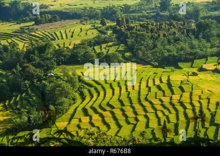 I campi di riso in Sumbava Foto Stock