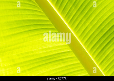 Banana Leaf texture di sfondo retroilluminazione verde fresco. Foto Stock