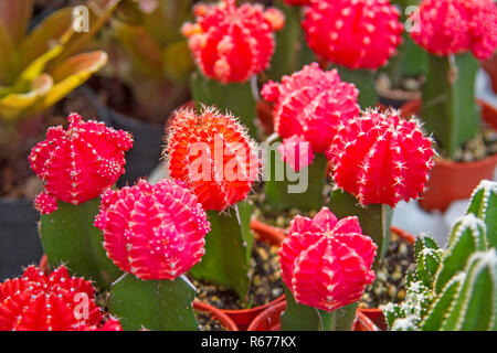 Cactus fiori di colore rosa molti bellissimi alberi. Foto Stock