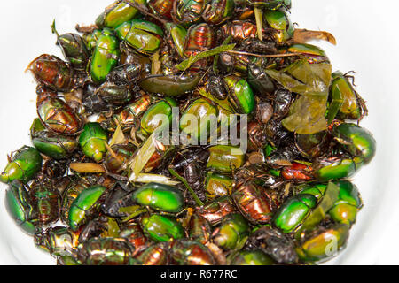 Cockchafer verde è stato realizzato il cibo su sfondo bianco Foto Stock