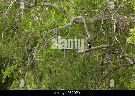 Kingfisher lettura marrone in Yala National Park nello Sri lanka Foto Stock