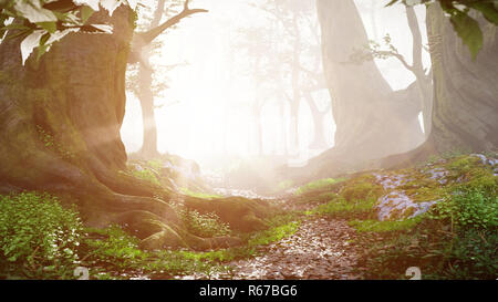 Percorso attraverso la foresta magica di sunrise, bellissimi vecchi alberi paesaggio di fantasia Foto Stock