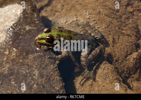 Una chiusura di una rana in un fiume Foto Stock