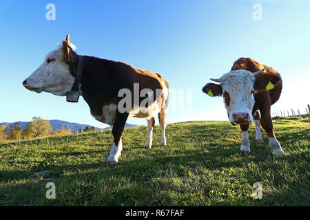 Giovani bovini simmentaler con corna e campana in la retroilluminazione del pascolo Foto Stock