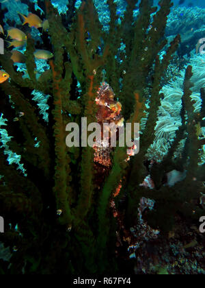 Barbuto scorfani (scorpaenopsis barbata) sul calice nero (tubastrea micranthus) Foto Stock