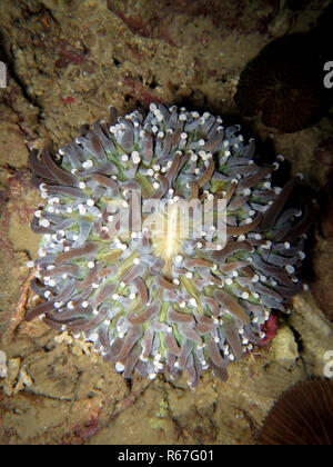 Anemone corallo a fungo (heliofungia actiniformis) Foto Stock