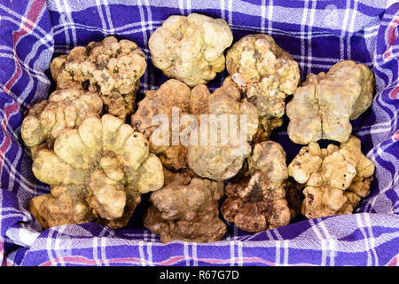 Fantastico il tartufo bianco su stuff Foto Stock