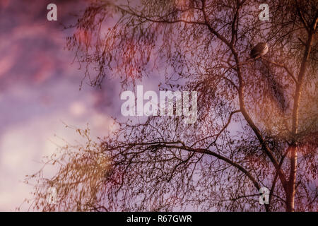 La riflessione di albero in un stagno Foto Stock