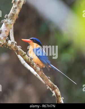 Buff-breasted Paradise Kingfisher (Tanysiptera sylvia), Julatten, altopiano di Atherton, estremo Nord Queensland, QLD, FNQ, Australia Foto Stock