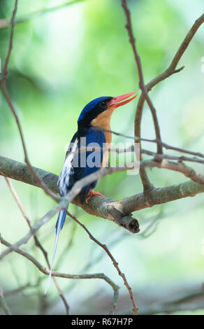 Buff-breasted Paradise Kingfisher (Tanysiptera sylvia) con becco aperto, Julatten, altopiano di Atherton, estremo Nord Queensland, QLD, FNQ, Australia Foto Stock