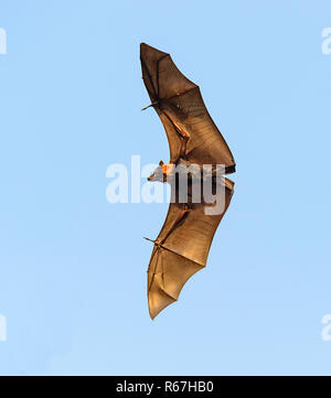 Spectacled flying fox o frutta Spectacled Bat (Pteropus conspicillatus), è un megabat che vive nel Queensland, Australia Foto Stock
