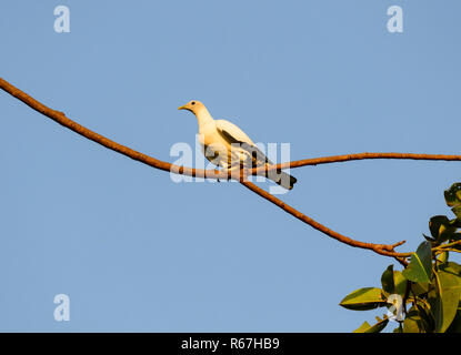 Torresian Piccione imperiale (Ducula spilorrhoa), Cairns, estremo Nord Queensland, FNQ, QLD, Australia Foto Stock