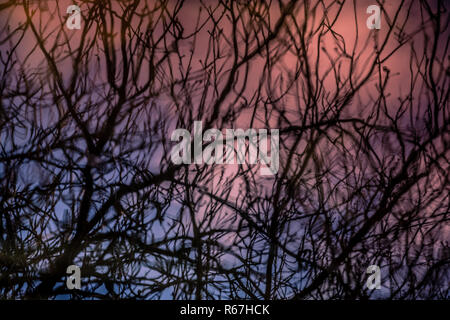 La riflessione di albero in un stagno Foto Stock