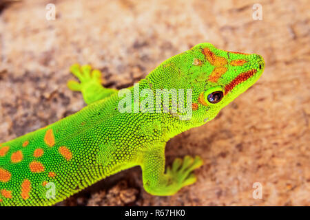 Verde rosso-spotted gecko Foto Stock