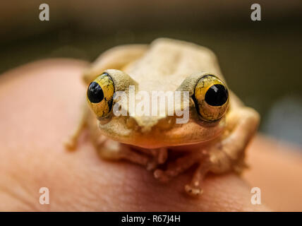 Madagascar rana su mano umana Foto Stock