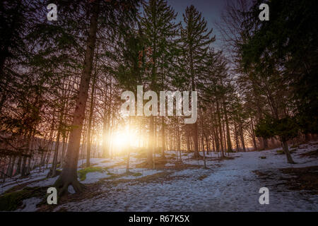 Sole che splende attraverso i rami di alberi Foto Stock