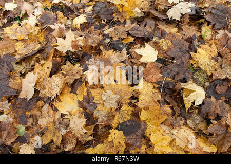 Le foglie cadute a terra in autunno nei boschi Foto Stock