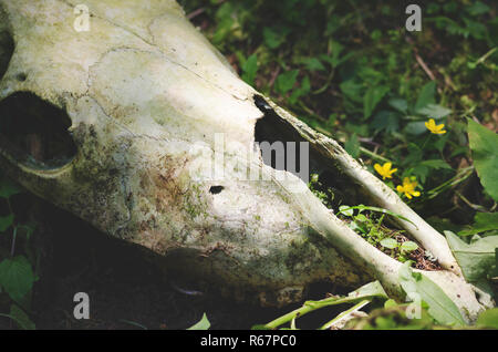 Nuovo inizio vita nuova natura straordinaria. Il cranio. Messa a fuoco selettiva Foto Stock