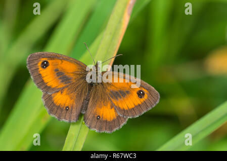 Gatekeeper (Pyronia tithonus), maschile seduto su una lama di erba, Renania-Palatinato, Germania Foto Stock