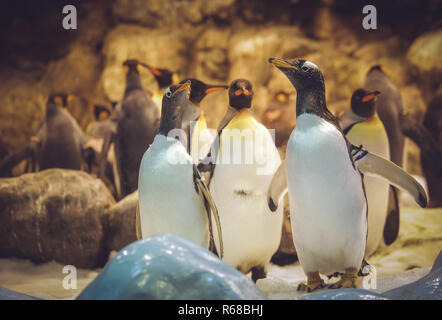 I pinguini Gentoo nel giardino zoologico Foto Stock