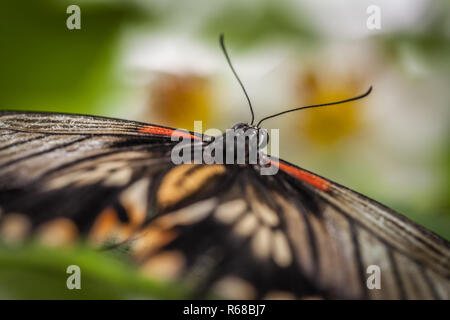 Grande Farfalla mormone close up Foto Stock