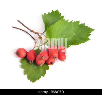 Crataegus sanguinea, nomi comuni redhaw biancospino o biancospino siberiana. Isolato su bianco. Foto Stock