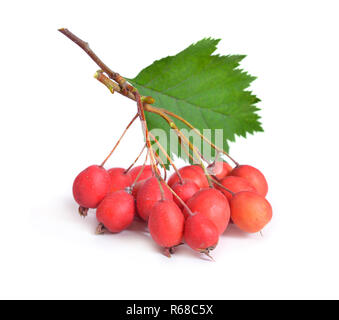 Crataegus sanguinea, nomi comuni redhaw biancospino o biancospino siberiana. Isolato su bianco. Foto Stock
