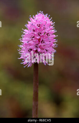 Fioritura moornelke helonias bullata Foto Stock