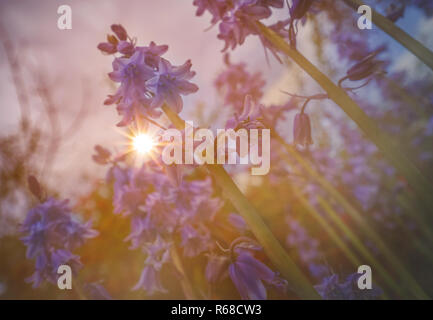 Viola Campanula rapunculoides Foto Stock