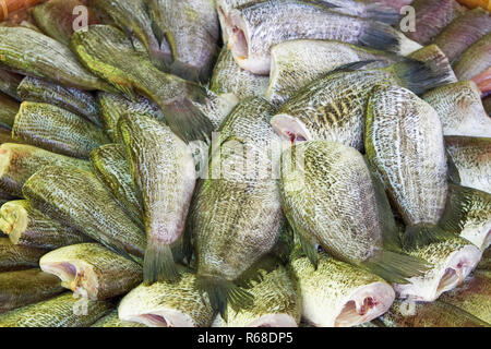 Trichogaster pettorale disporre su di rattan nel mercato del cibo asiatico cibo tailandese (pesce) Foto Stock