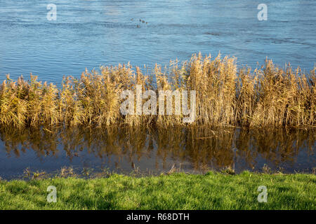 Paesaggio fluviale di oderbruch Foto Stock