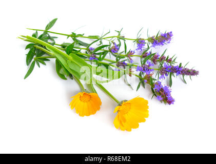 Piante medicinali Calendula e issopo. Isolato su bianco. Foto Stock