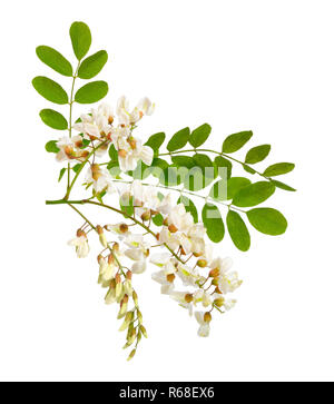 I fiori di Robinia pseudoacacia o robinia. Isolato su sfondo bianco. Foto Stock
