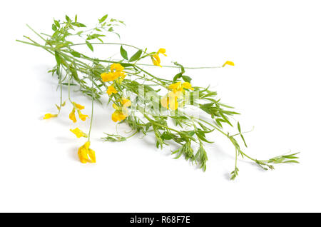 Lathyrus pratensis o meadow vetchling, prato pisello. Isolato su bianco. Foto Stock