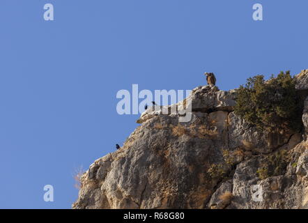 Avvoltoio grifone e red-fatturati choughs, sulle scogliere in Foz de Lumbier, (Gola di Lumbier ), Navarra, Spagna Foto Stock