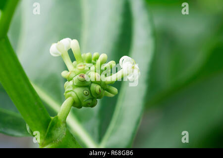 Grande morinda piccola sul ramo Foto Stock