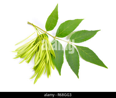 Fraxinus excelsior, noto come la cenere o Frassino Europeo. Green lea Foto Stock