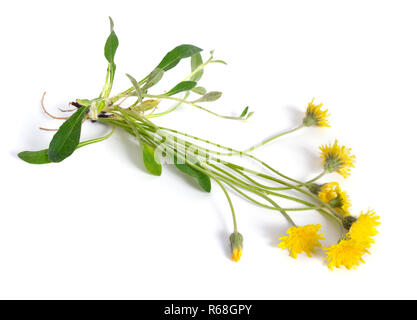 Hieracium pilosella (Pilosella officinarum), noto come mouse-orecchio Foto Stock