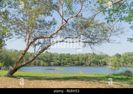 Sotto il grande albero e con il ramo di ingrandire Foto Stock