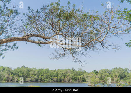 Sotto il grande albero e con il ramo di ingrandire Foto Stock