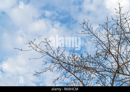 Al di sotto della struttura ad albero e con il ramo di ingrandire Foto Stock