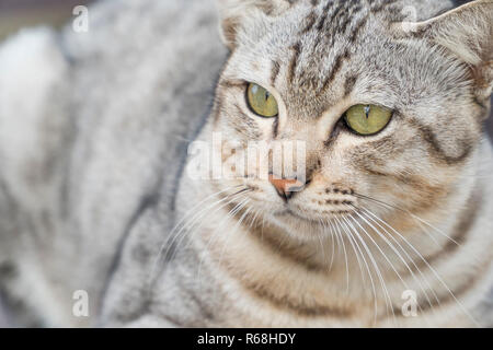 Gatto grigio aspetto esca è un serio Foto Stock