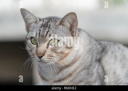 Gatto grigio aspetto esca è un serio Foto Stock