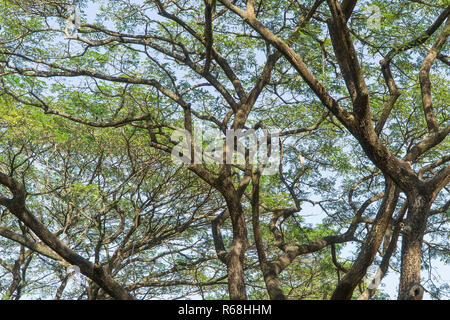 Sotto il grande albero e con il ramo di ingrandire Foto Stock