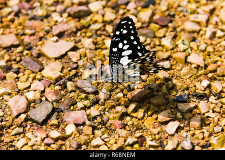 Closeup Butterfly sul pavimento in pietra Foto Stock