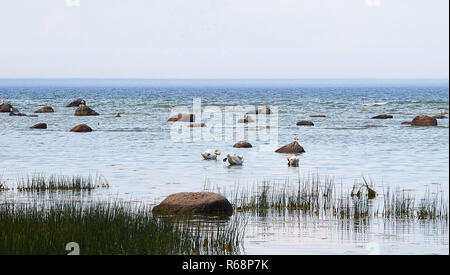 Cigni presso la riva del mare Foto Stock