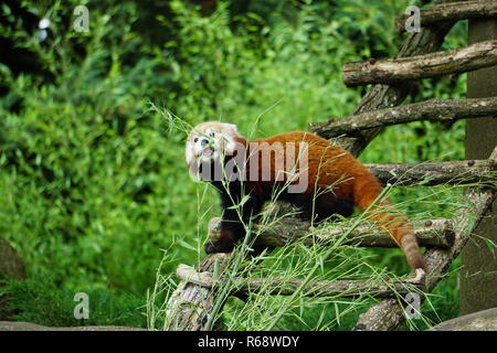 Close up di un panda rosso munching su germogli di bambù su una scaletta di legno nel parco Foto Stock